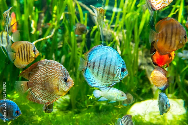 Fototapeta Fresh water aquarium with colorful fishes .