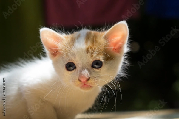 Obraz cat with blue eyes