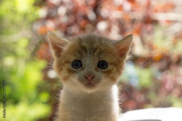 Obraz cat with green eyes