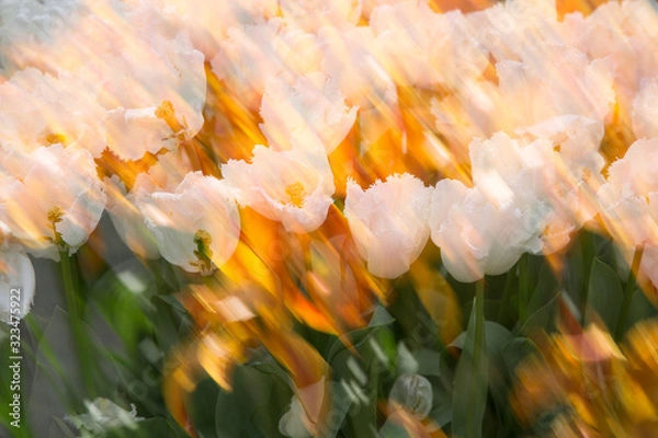 Obraz flowers Keukenhof