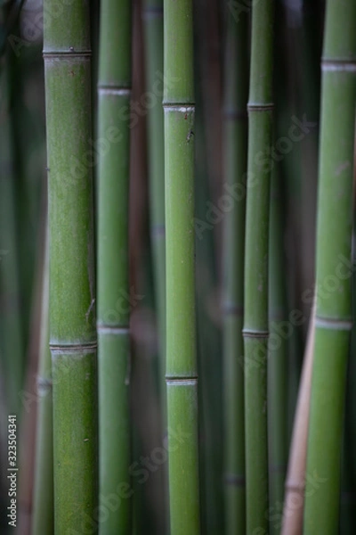 Fototapeta Bambus