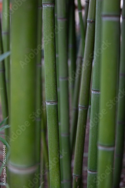 Fototapeta Bambus