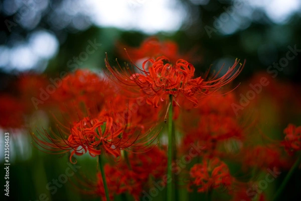 Fototapeta 日本の秋の風物詩、赤色の絨毯を形成する彼岸花の群生