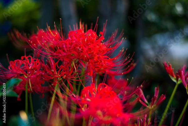 Fototapeta 日本の秋の風物詩、赤色の絨毯を形成する彼岸花の群生