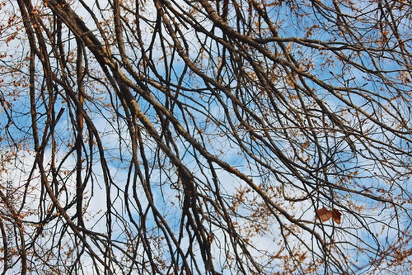 Fototapeta 나무가지