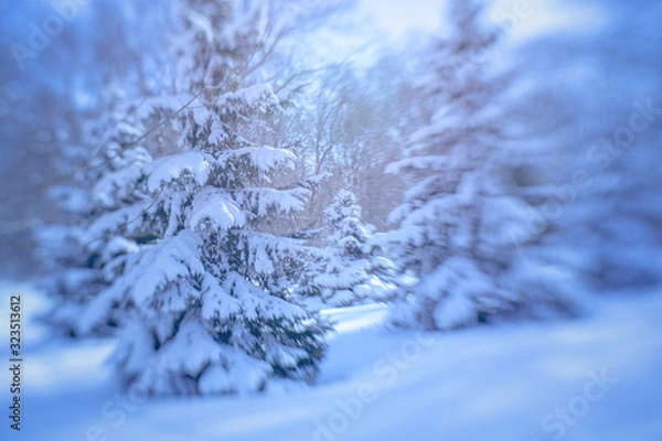 Obraz winter trees 2