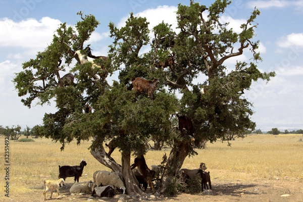 Obraz Arganbaum voller Ziegen