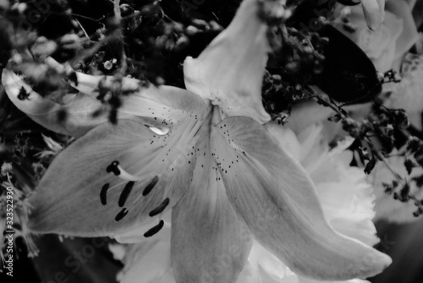 Obraz Fleur insecte nature