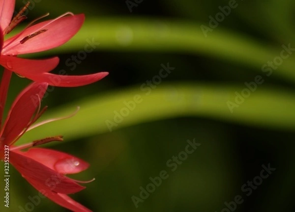 Obraz Fleur insecte nature