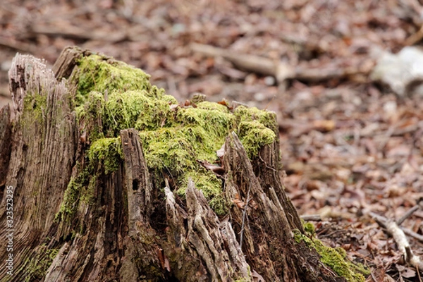 Fototapeta 苔むした切り株