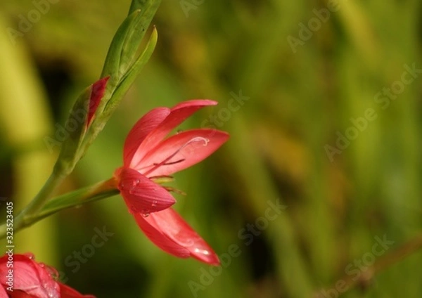 Obraz Fleur insecte nature