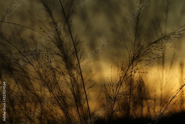 Obraz Crépuscule graminée 2