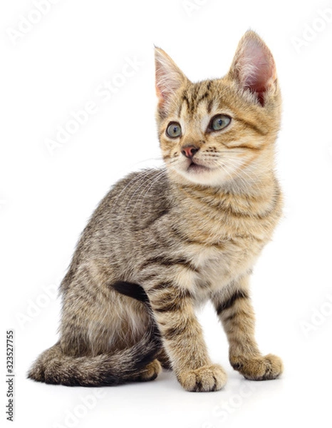 Fototapeta Kitten on white background.