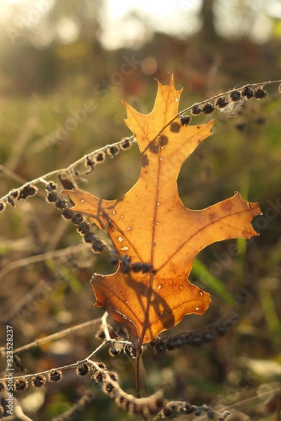 Obraz Lone Leaf at a Forest Preserve
