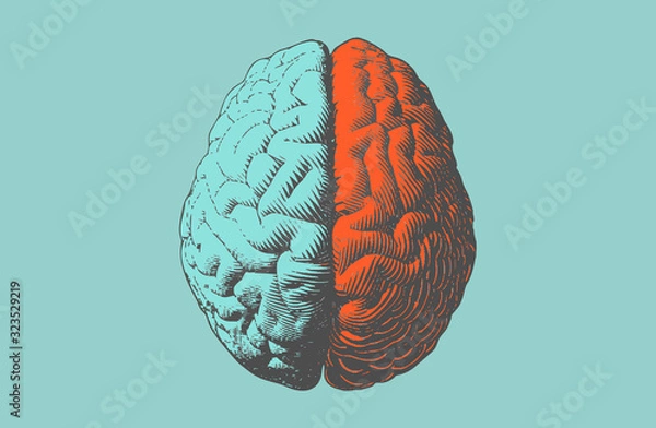 Obraz Color drawing brain illustration in vintage style