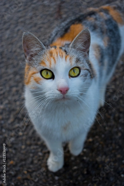 Fototapeta cat with green eyes