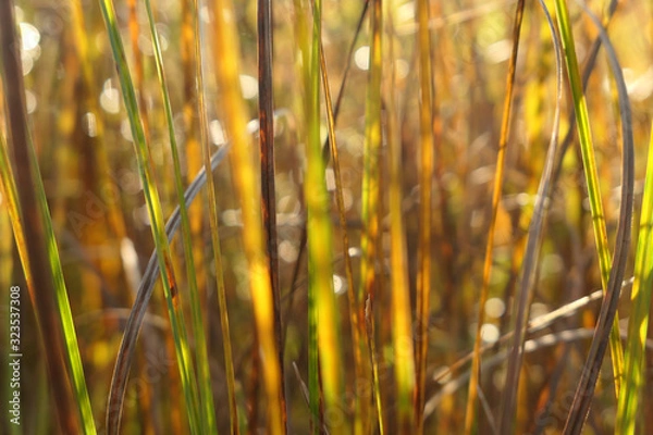 Obraz Grass Abstract