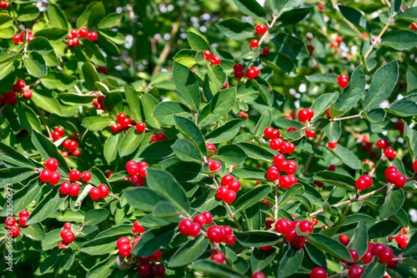 Obraz red Ilex verticillata canadian holly winterberry