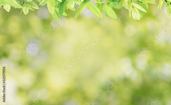 Obraz green leaves background and Blurred 