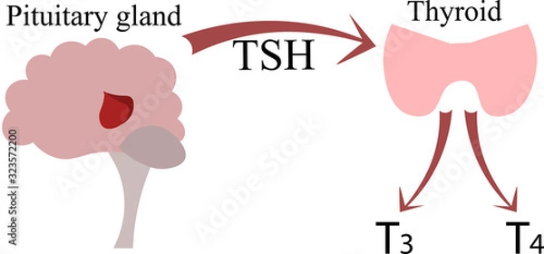 Fototapeta The connection of the pituitary gland and the thyroid gland. Endocrinology poster, scheme. Hormones and nerves.