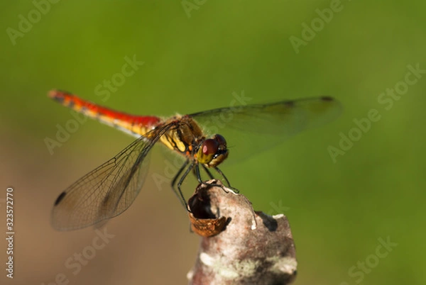 Fototapeta 赤とんぼのアキアカネ羽を広げて止まる