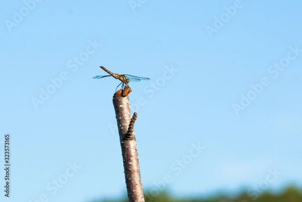 Fototapeta 赤とんぼのアキアカネ羽を広げて止まる