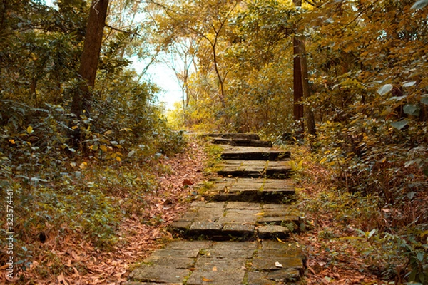Obraz road in autumn forest