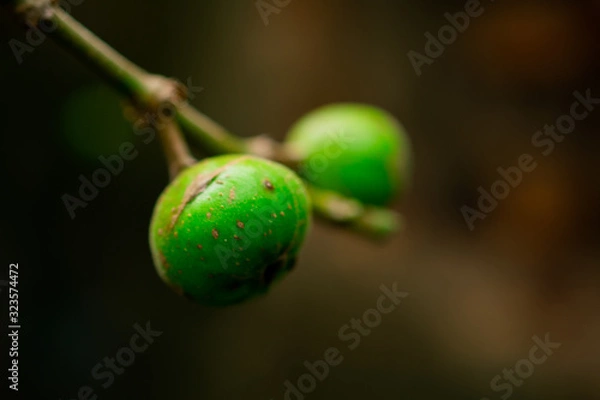 Obraz figs in the wood