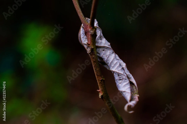Obraz Dry leaf on branch