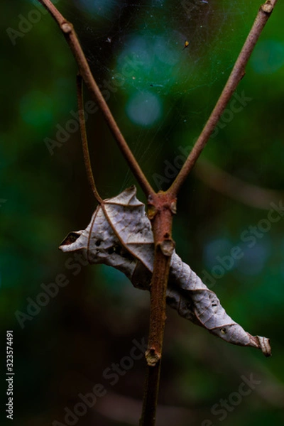 Obraz Dry leaf on branch