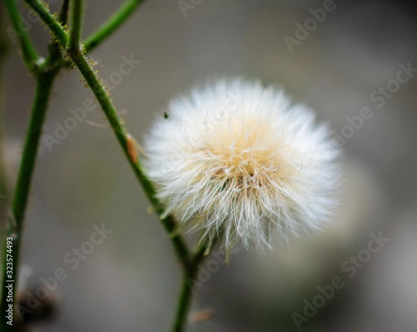 Obraz white ball flower on branch
