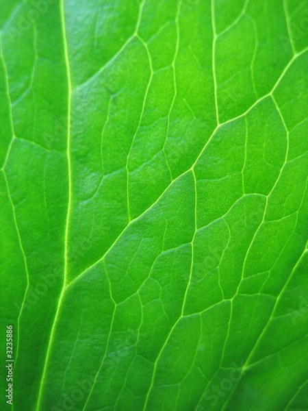 Obraz leaf veins