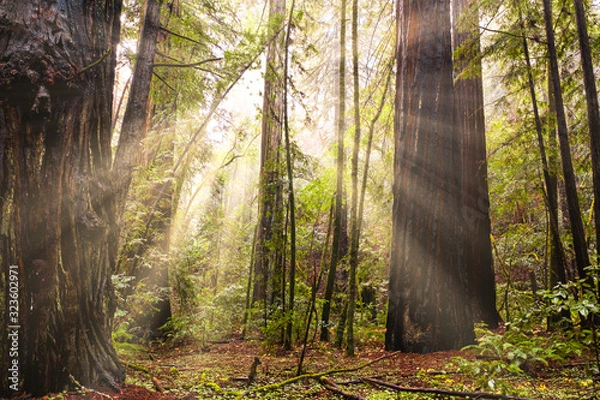 Obraz Redwood forest with sun rays