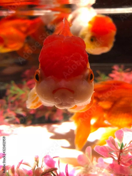 Obraz 日本の美しい金魚