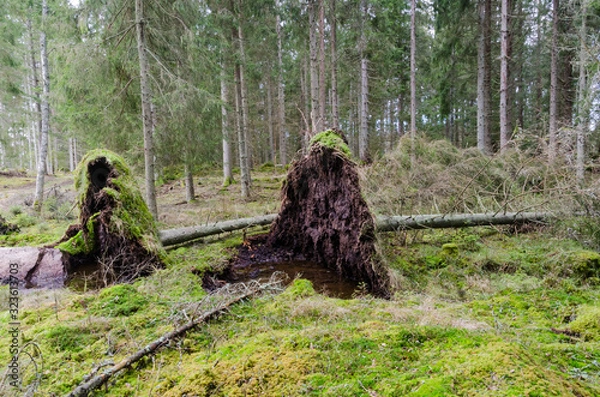 Obraz Uprooted trees in a coniferuous forest