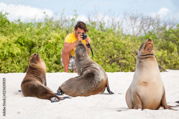 Fototapeta Young tourist taking a photo of sea lions lounging on the beach in the Galapagos Islands, Ecuador
