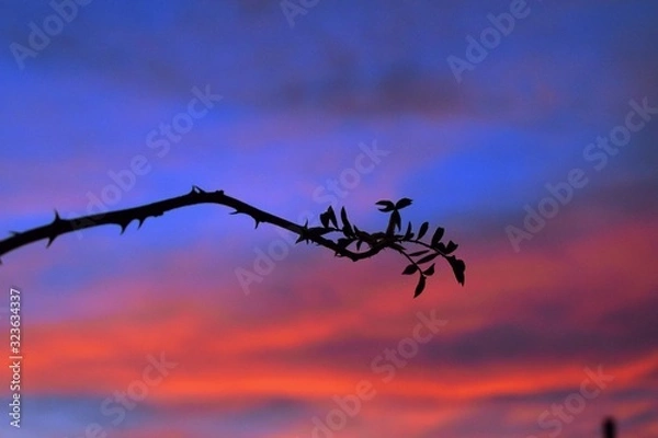 Fototapeta Gałązka