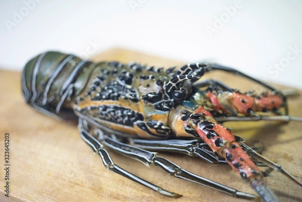 Obraz indnesian lobster