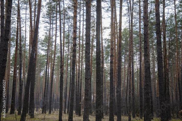Fototapeta Pine forest in early spring