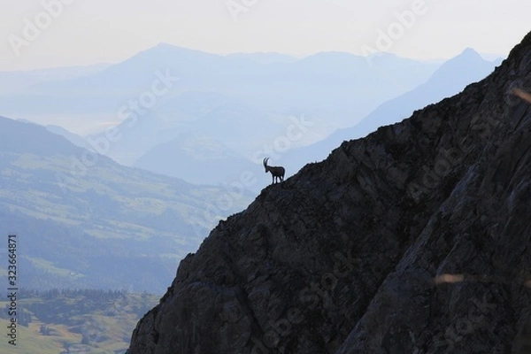 Obraz Steinbock vor Bergkulisse