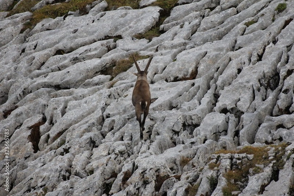 Fototapeta Steinbock