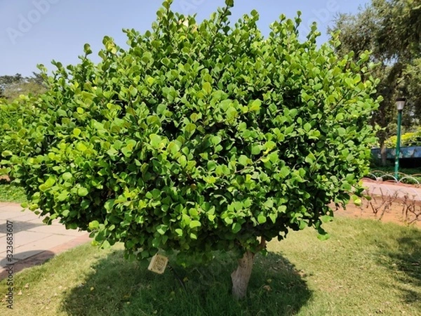 Fototapeta Green beautiful tree isolated in nature background