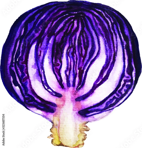 Fototapeta Hand drawn watercolor red cabbage illustration isolated on white background. Vector 