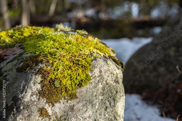 Fototapeta Moss on a stone with trees in the background