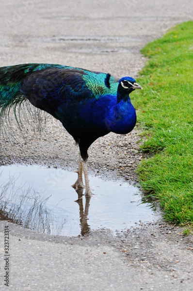 Obraz Peacock with feathers