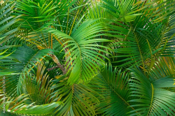 Fototapeta Palm tree branches detail viewed from above