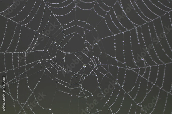 Obraz Spider web droplets