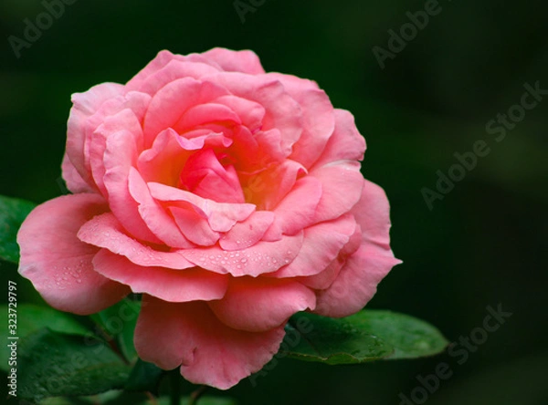 Obraz A single, elegant salmon pink rose