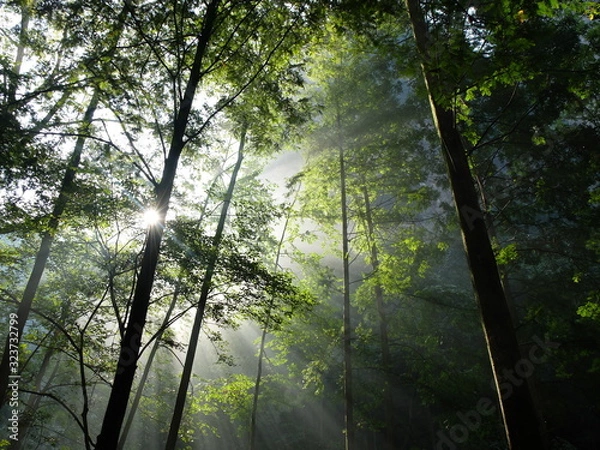 Obraz Through the mist