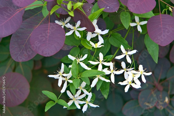 Fototapeta White bright flowers of clematis bloom against the background of purple and green leaves of plants.